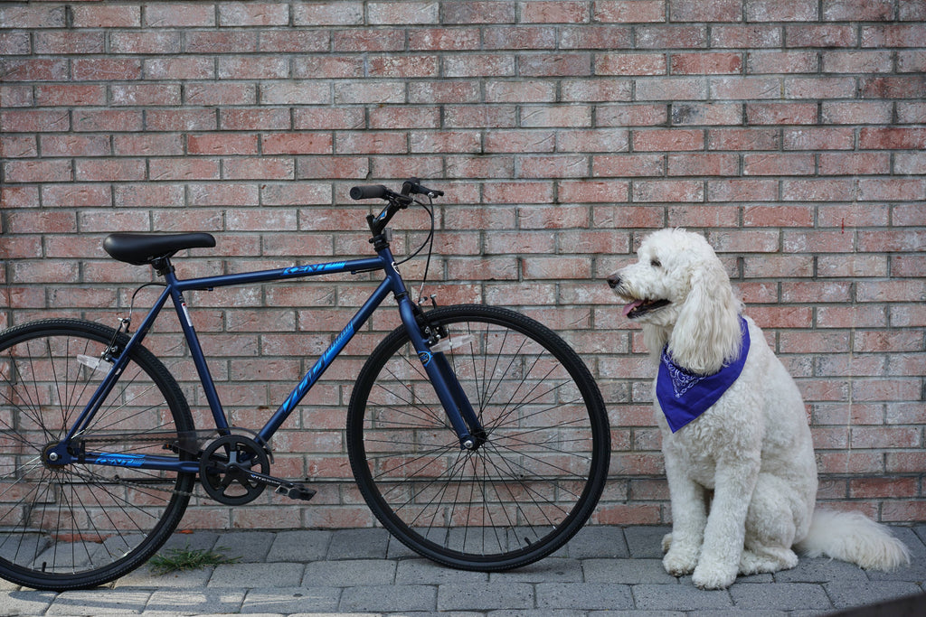 Blue 700c Fixie Bike X114031