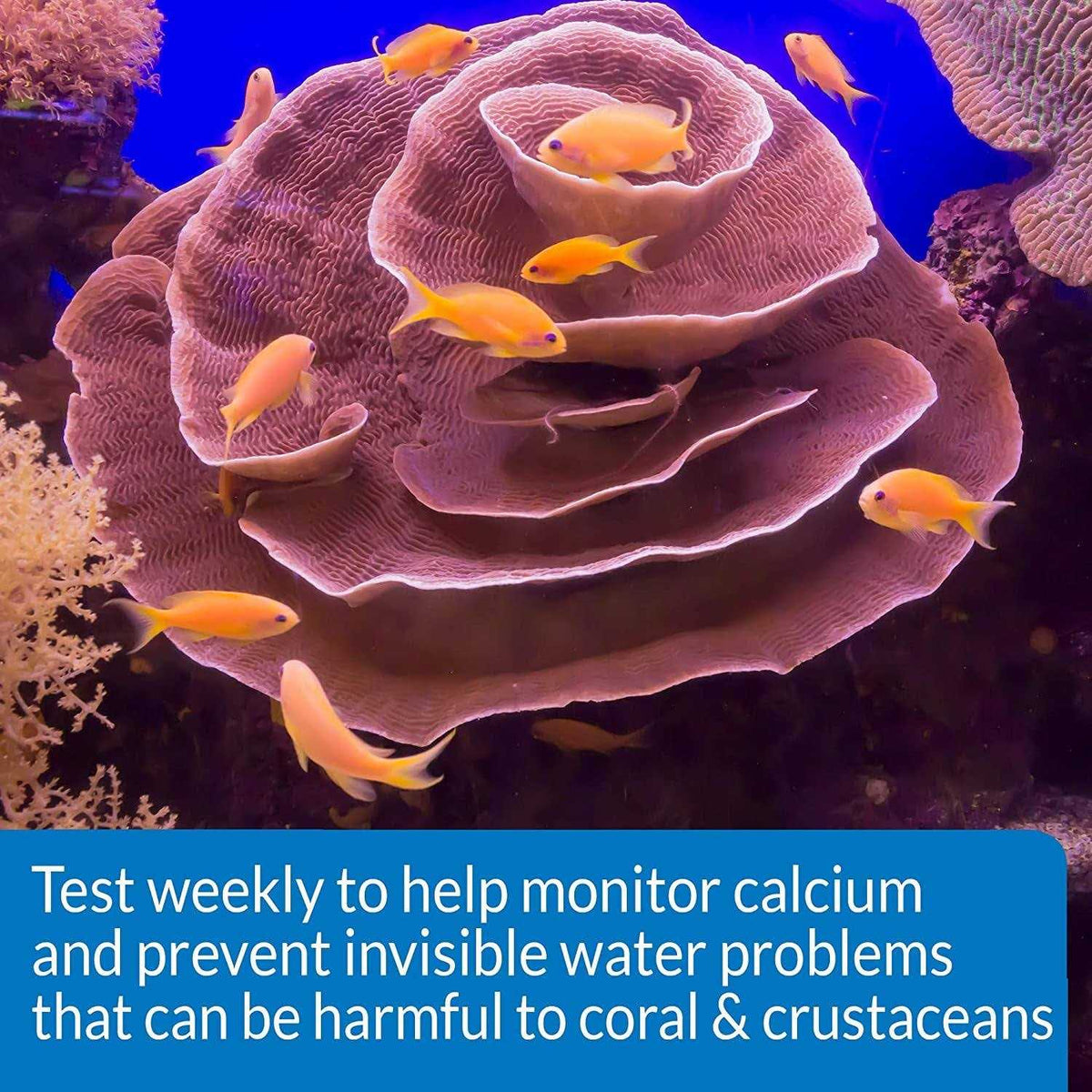 Calcium Test Kit F323944
