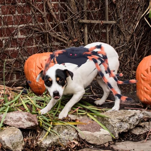 Spider Pet Clothes I574