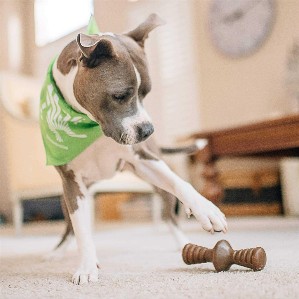 Chicken Dog Chew Toy M23621