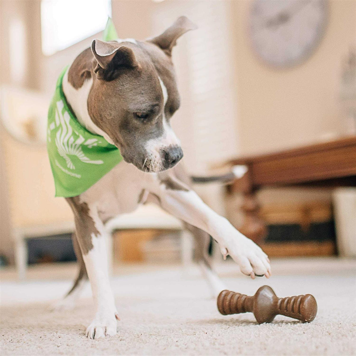 Chicken Dog Chew Toy M23621