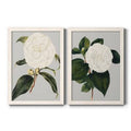 Camellia Japonica Framed Canvas Y661286