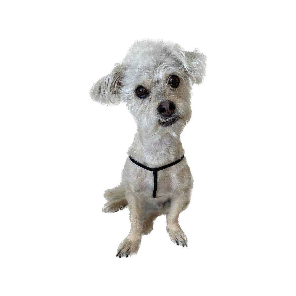 Step-In Harness for Small Pets M16707