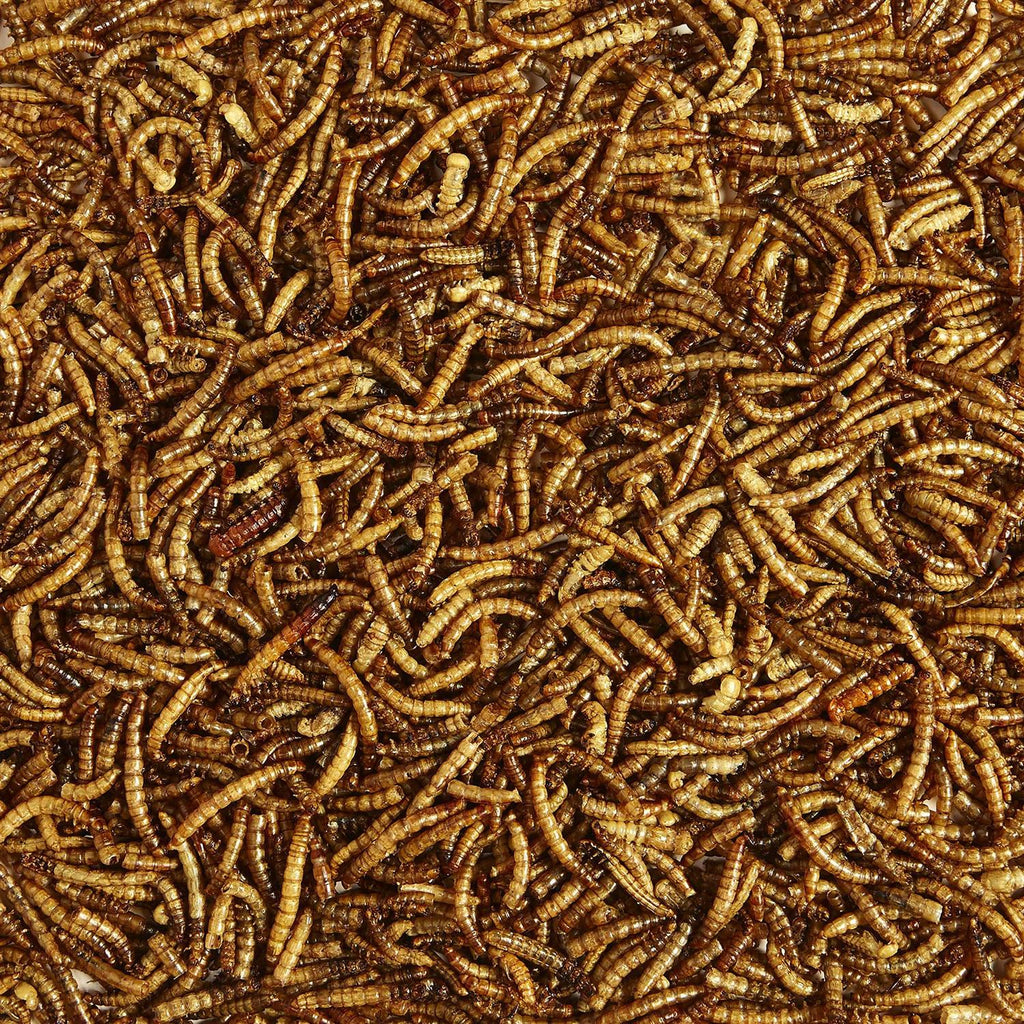 Mealworms Bird Food Y406126