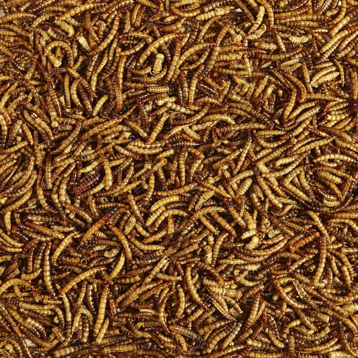 Mealworms Bird Food Y406126