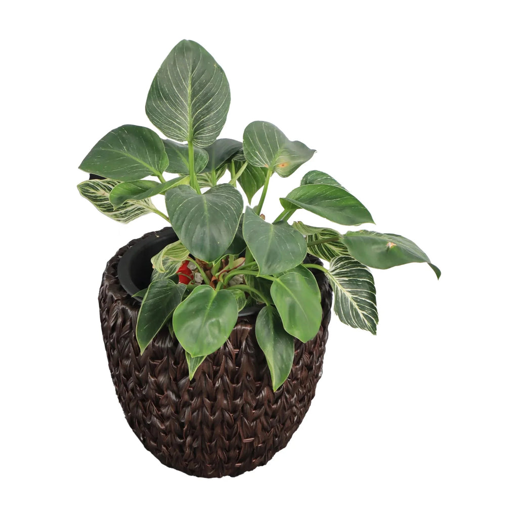 Set Of 2 Round All-Weather Wicker Planter With Plastic Liner M907290