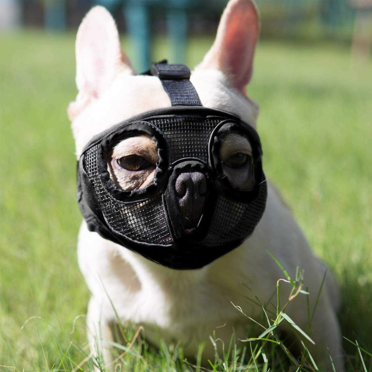 Adjustable Breathable Mesh Short Snout Dog Muzzle Y628